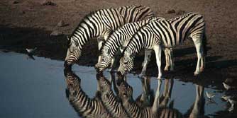 Sdafrika, Namibia: Namibia: Wste Namib, Damaraland & Etoscha - Trinkende Zebras